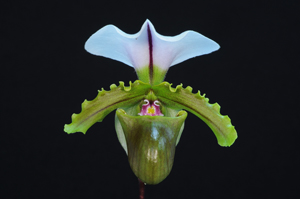 Paph. spicerianum Bora Bora